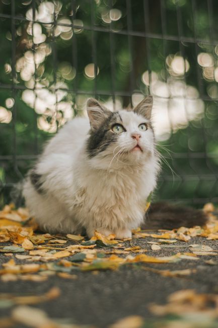 A fluffy, long-haired cat with a predominantly white coat and grey markings around its face and ears is positioned on a paved outdoor surface covered with scattered yellow and brown fallen leaves. The cat's striking yellow-green eyes are wide open, gazing upward, and its pink nose and slightly open mouth add to its attentive expression. Behind the cat, a dark metal fence with a grid pattern separates the area from a background filled with blurred greenery and natural light filtering through the trees. The environment suggests an outdoor space, such as a garden or patio, and the scene captures a calm moment of the cat observing its surroundings. The setting is subtly illuminated by soft, natural daylight, creating a gentle contrast between the textured leaves, the cat's fur, and the fencing, aligning with contextually relevant visual cues for private outdoor accommodation or outdoor pet enclosure associated with rubbish removal services that may include outdoor animal safeguarding.